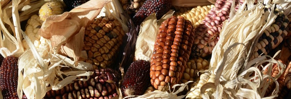 ornamental corn