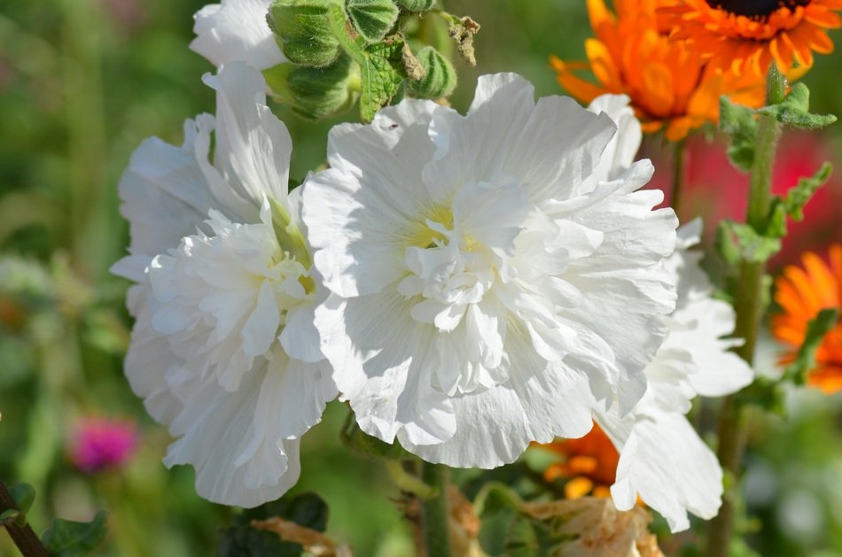 Colorful flowers with the pollen in summer on a blurred background