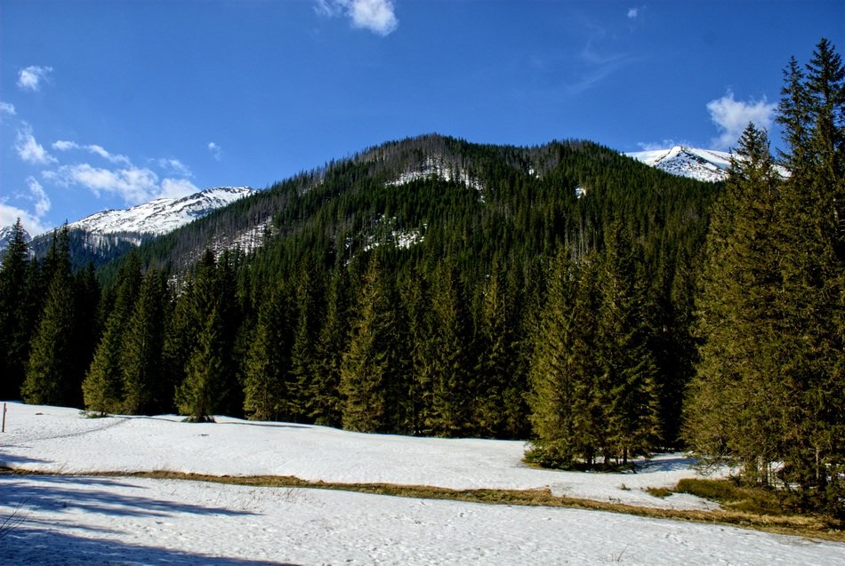 Tatry Kościeliska Green Forest Valley Winter view