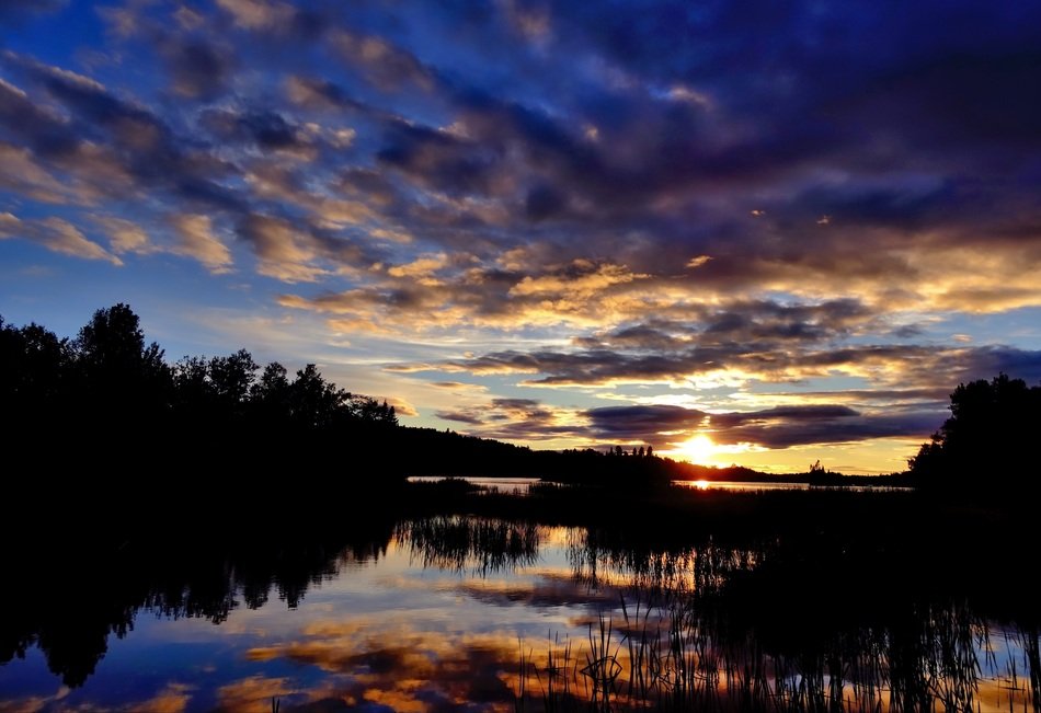 silhouettes of trees near a lake at sunset