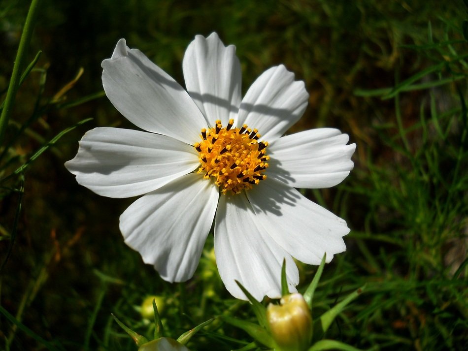 white summer flower in sun rays