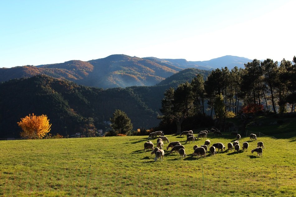 sheep on a green pasture in the mountains