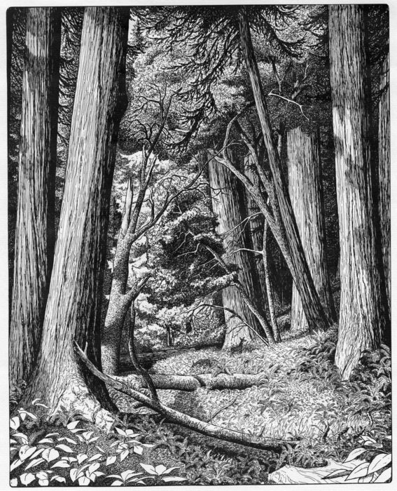 Black and white drawing with the Redwoods clipart