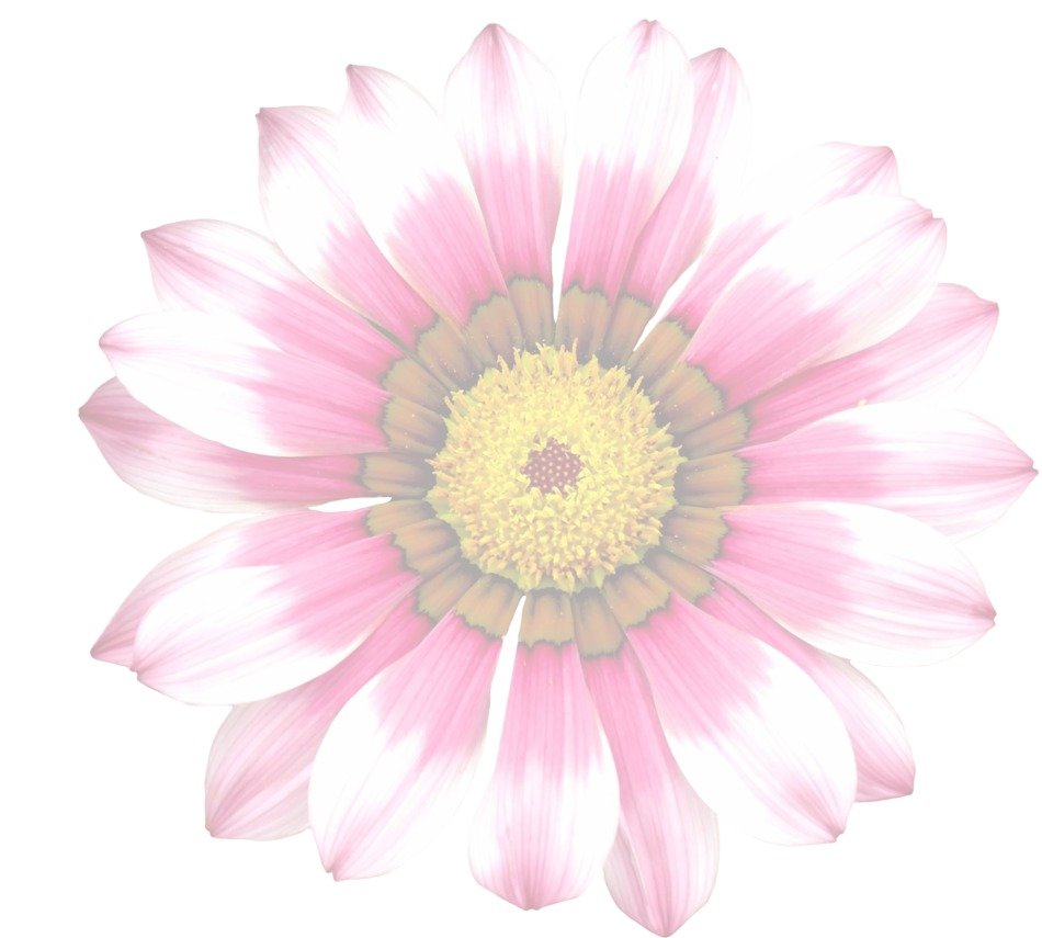 graphic drawing of a summer flower