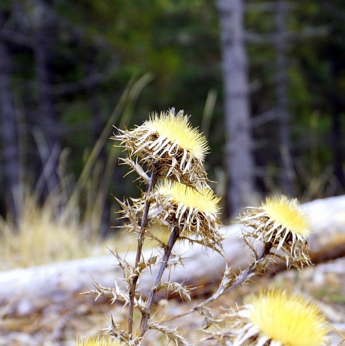 prickly plant in the forest