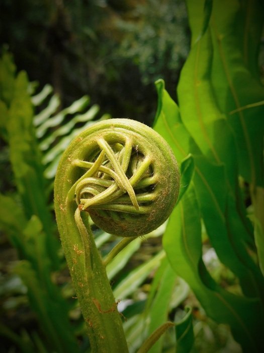 Beautiful yellow and green fern plant
