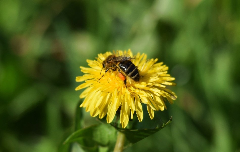 meadow grass insects
