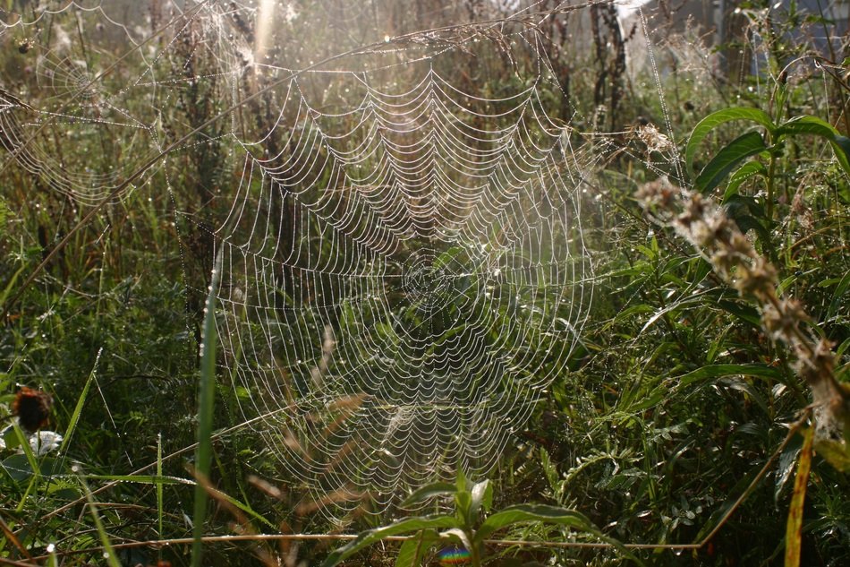 spider web as decoration of the autumn forest