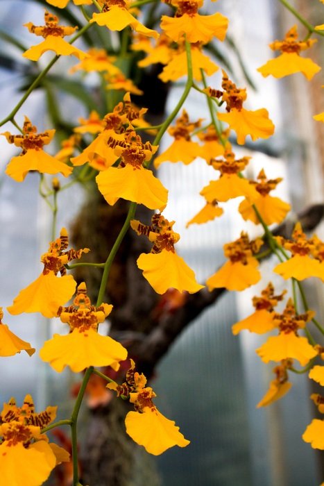 yellow bright flowers on the tree