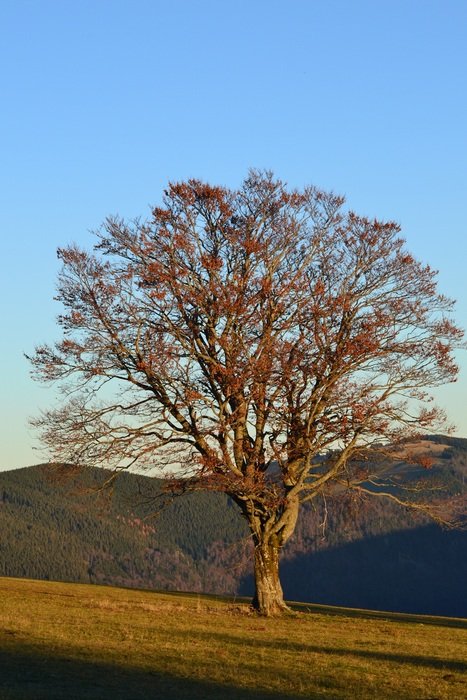 Tree in the autumn in Black Forest