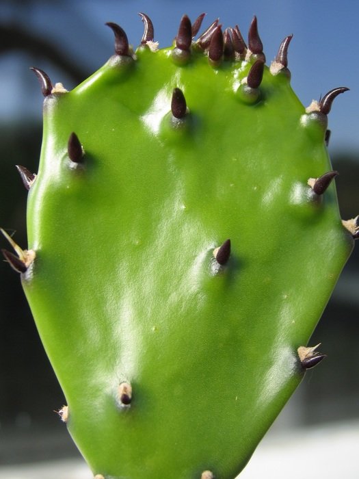 Green Fresh cactus
