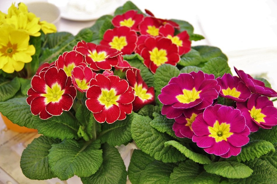 Beautiful and colorful Primroses, blooming Potted plants with green leaves