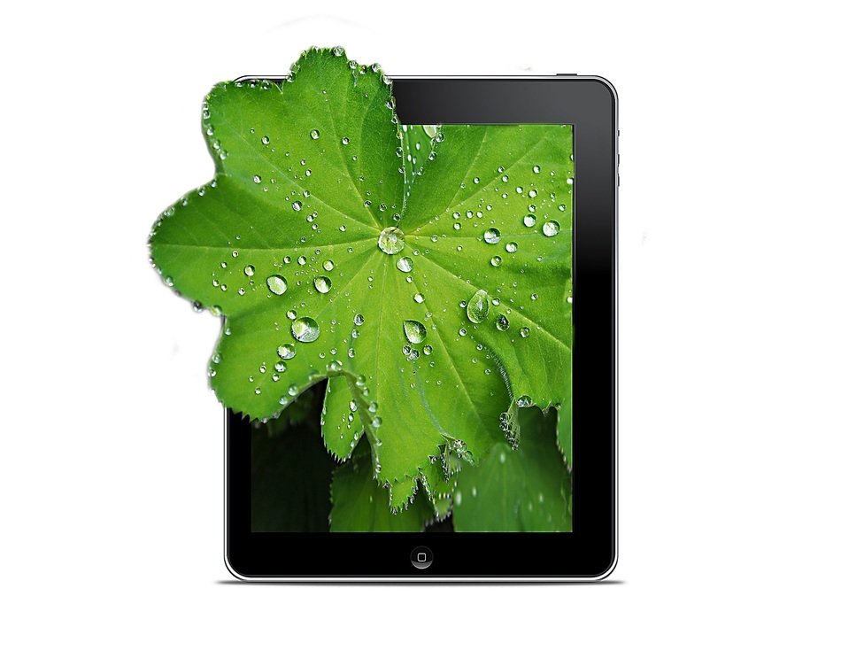 Raindrops on the leaves in black Ipad clipart