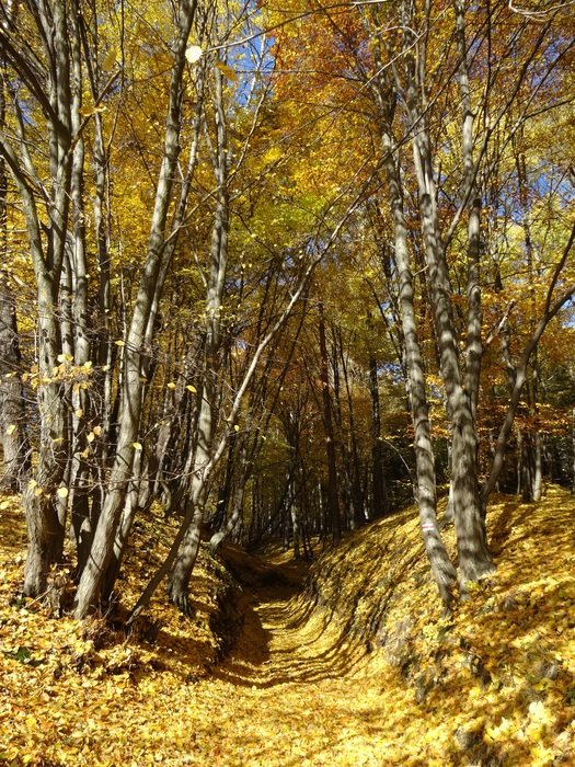 trail among the autumn golden forest