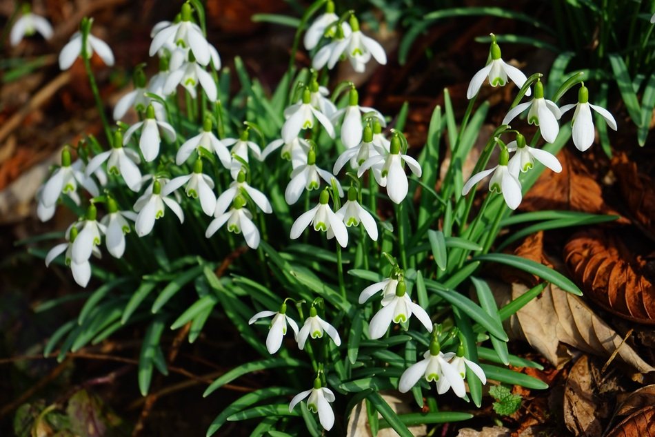 bush of snowdrops on dry foliage