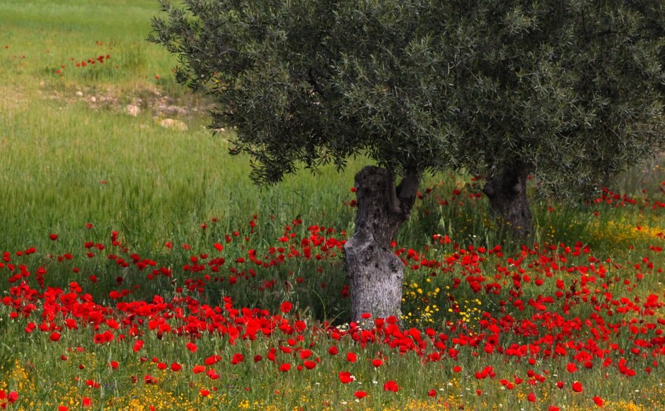 red poppies around the tree