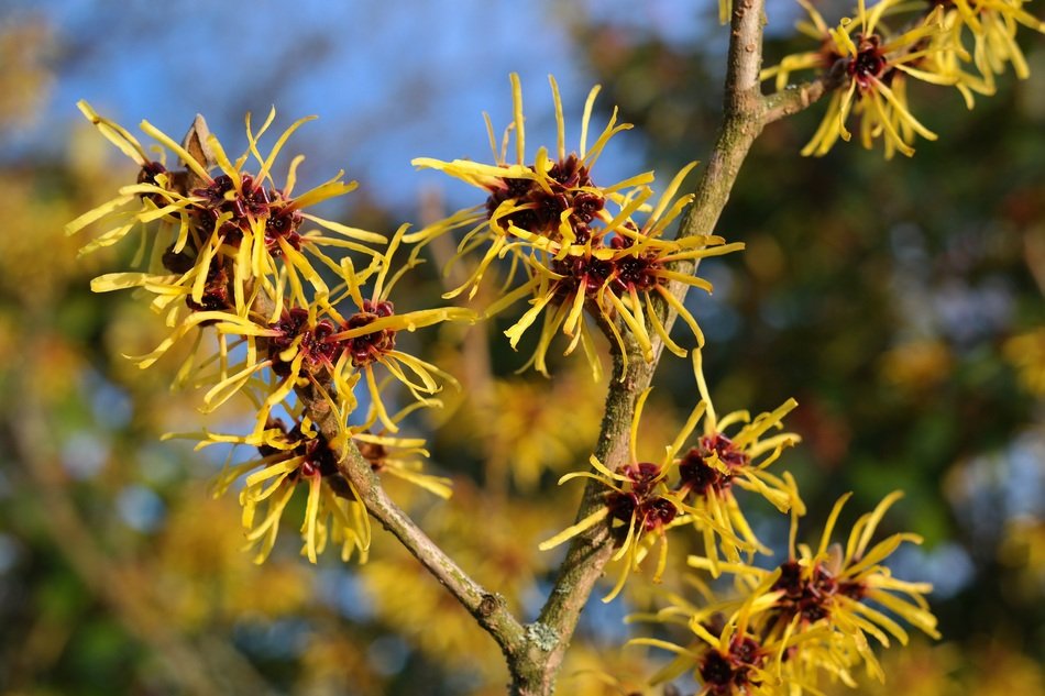 bush of witch hazel on a sunny day