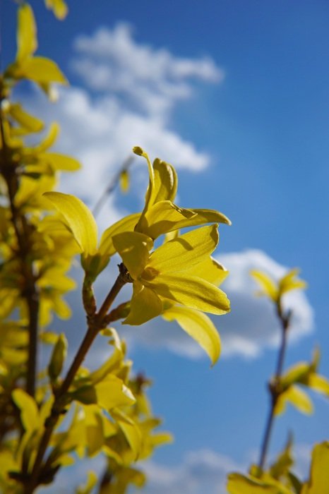 yellow spring flowers on sky background