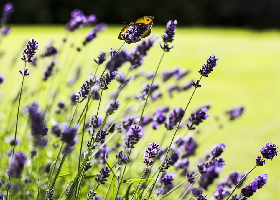 butterfly on the lavender blossom