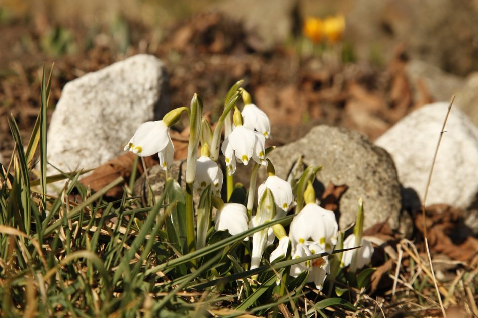 snowdrops among grass and stones