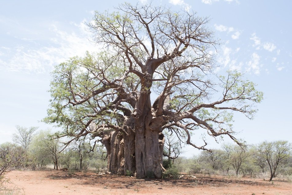 bif old Tree Boabab
