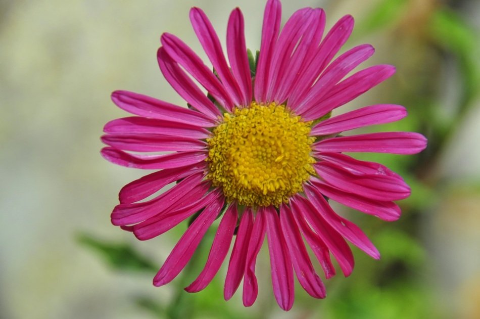 pink margariti with symmetrical petals