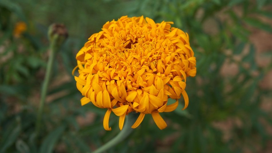 Marigold Flower Flowers