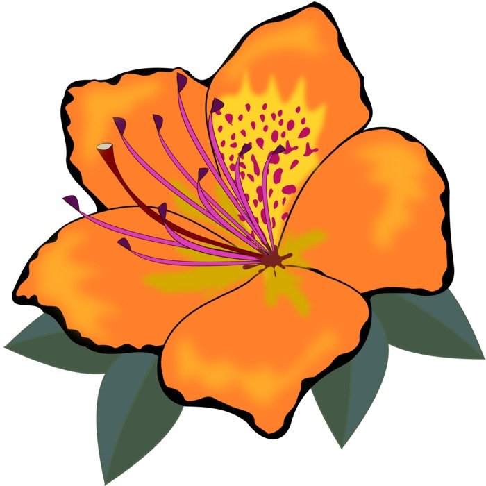 clip art of an orange flower