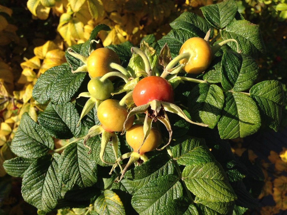 unripe rosehips on a branch