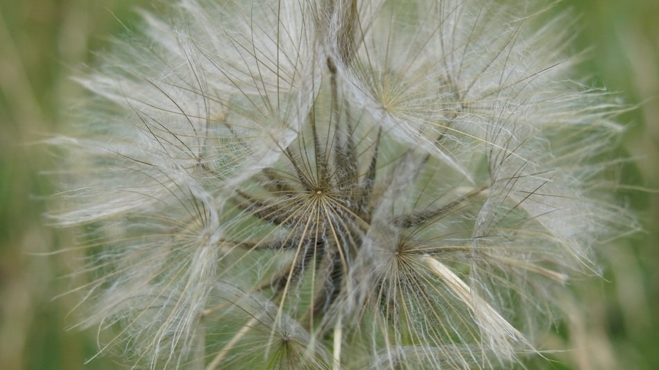 dandelion nature plant macro photo