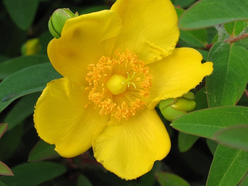 Beautiful yellow flower in the garden
