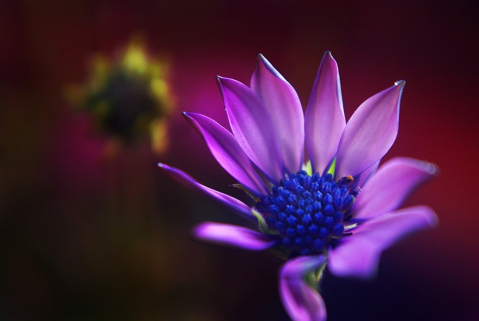 purple margeurite flower