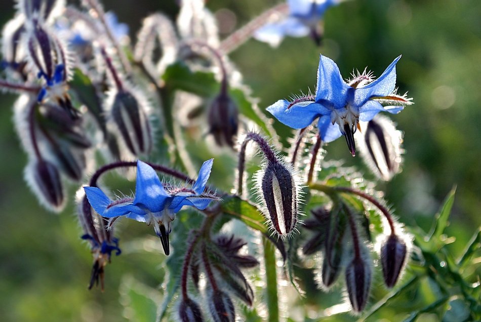blue flowers with buds in the sun close up
