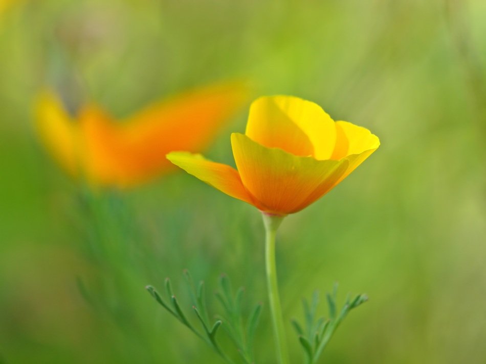 yellow poppy on blurred background