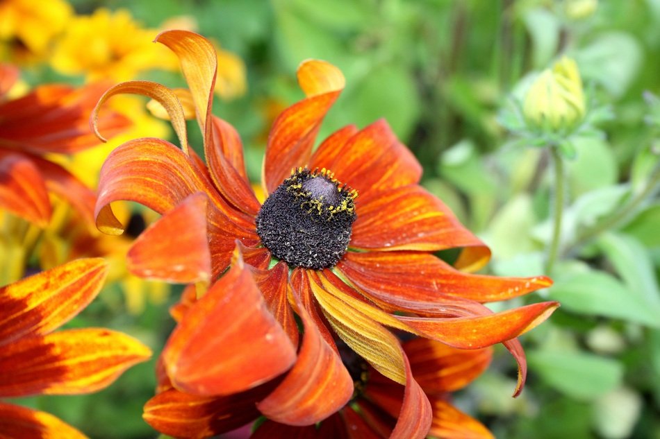 Orange Garden Sun Flower Bloom Summer