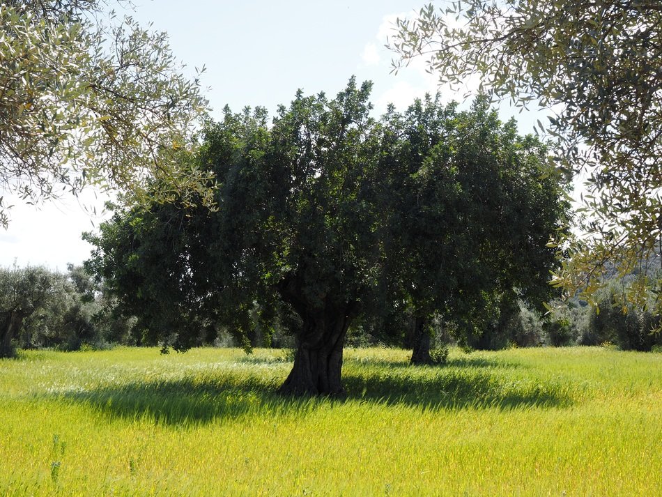 landscape of huge olive tree on meadow