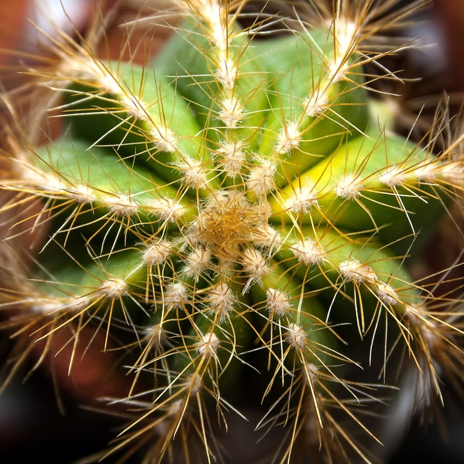 Crown Cactus Plant