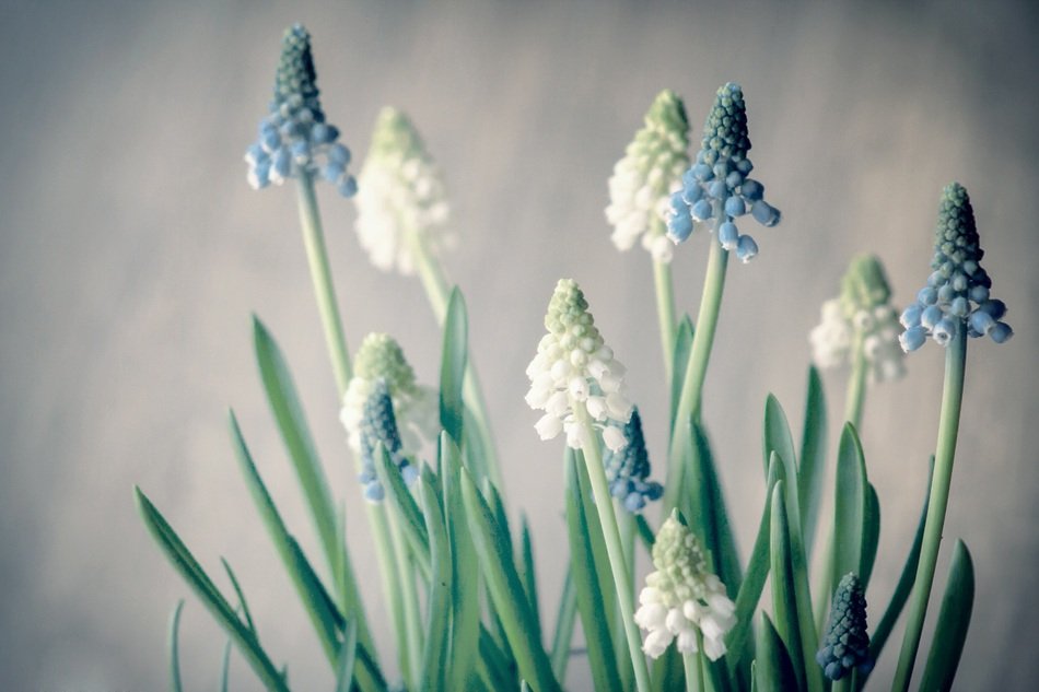 Plant with the blue and white flowers