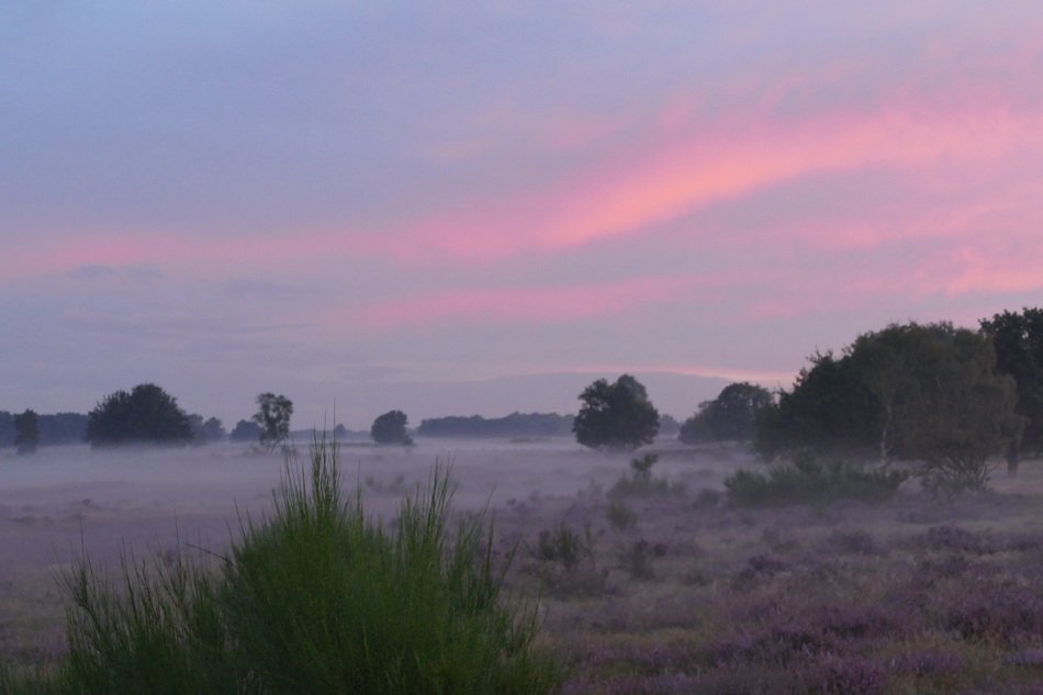 Landscape of beauty purple sky