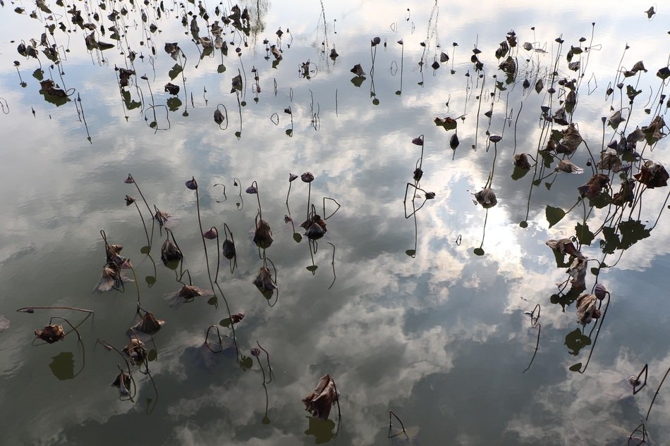 dry plants in the pond