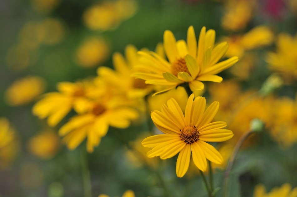 yellow flowers in blurred background