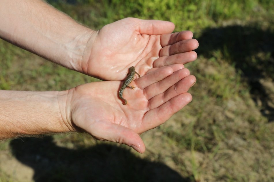 little salamander in the hands of man