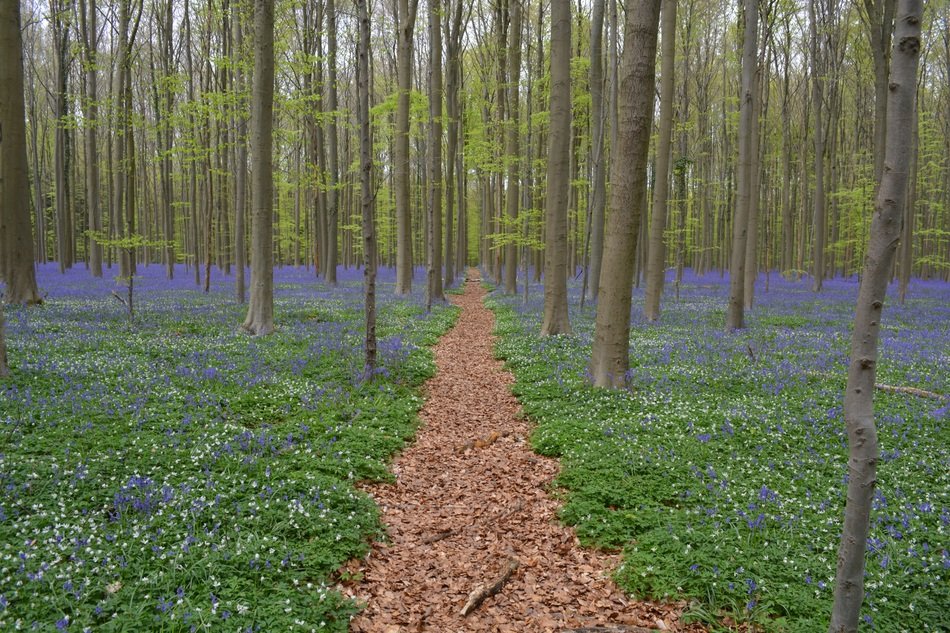 forest path in the midst of flowering wild hyacinth