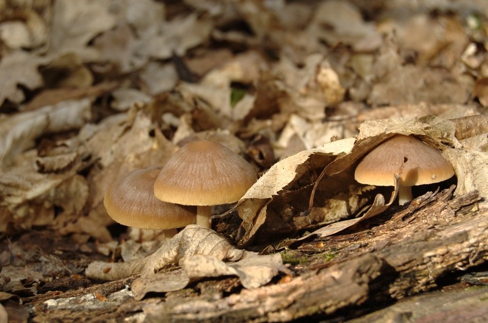 psathyrella spadiceo-grisea mushrooms