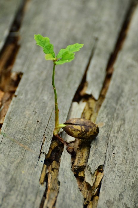 Germ in the wood
