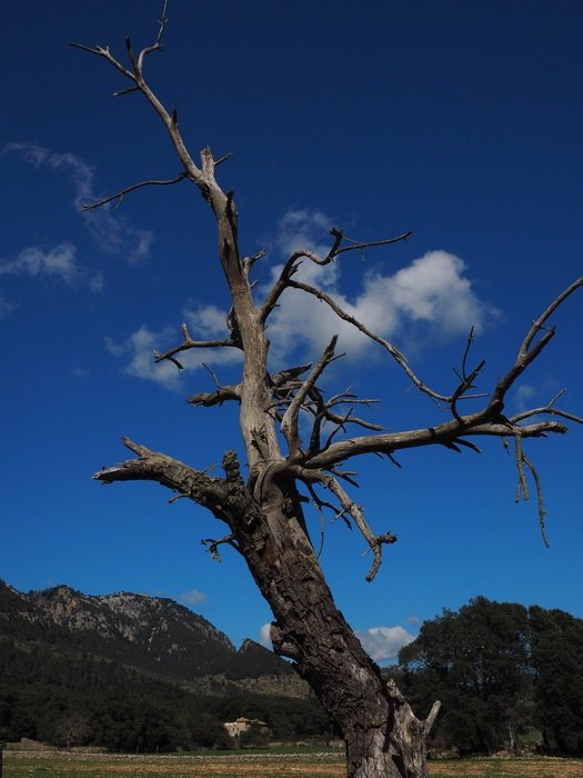 picture of a dead tree