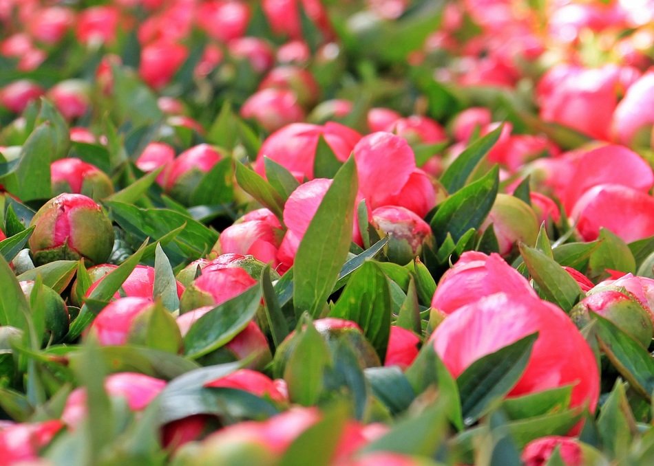 peonies at market