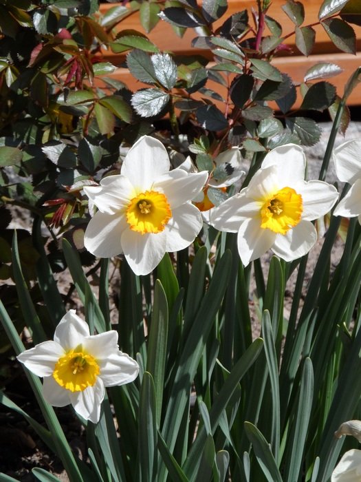 Beautiful picturesque white and yellow Osterglocken