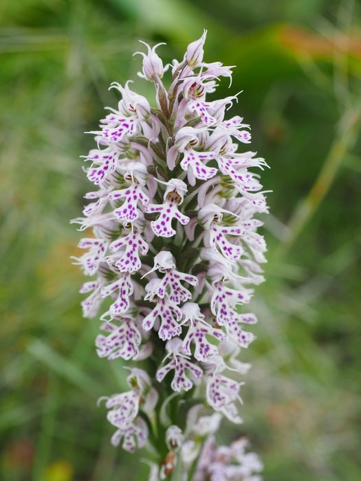 wild neotinea lactea