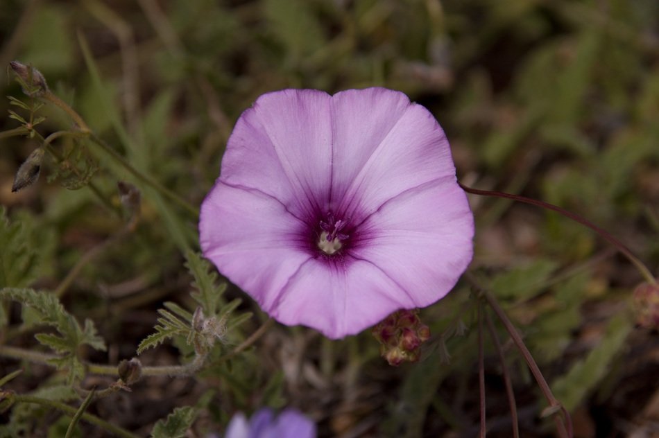 flower blossoming harbinger of spring close-up on blurred background